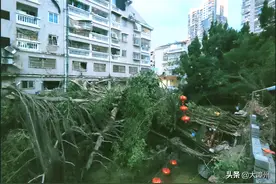 突发 | 300多岁的古榕树倒伏，漳州准备这样救它图片