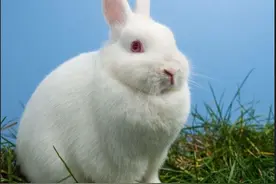 男子捡回3只兔子7个月繁殖近百只，兔子的繁殖能力也太强了吧图片