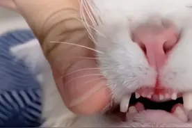 闹大了，男子领养小猫将其牙齿剪断，评论区网友炸锅图片