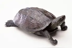 其实乌龟、甲鱼都不是“王八”图片