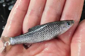 小杂鱼闹窝不胜其烦，矫枉过正得不偿失，教你一个正确的应对方法图片