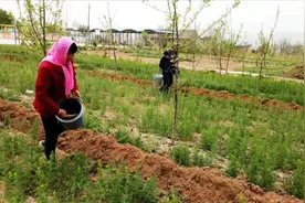 家有5亩地，种什么药材能保本5万冲击10万，还不愁销路？图片