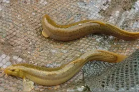 “泥鳅钓法”危害有多大？几天时间，可钓光一座小型水库的翘嘴鱼图片