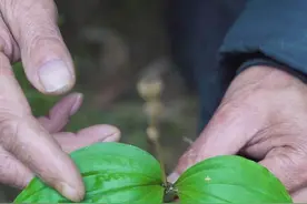 农村常见的见血清，你知道见血清为什么叫见血清吗？#新农人计划2021 #见血清 #植物 