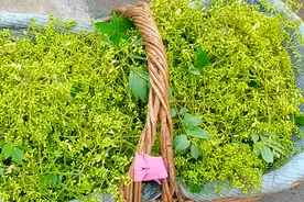 8月，遇见槐花别手软，一次囤10斤炒一炒，晾干后泡水喝，太香啦图片