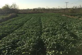 2022年的油菜籽会达到一个什么样的价格图片