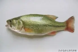 海鲈鱼与河鲈鱼的区别，记住这四个明显区别，以后别再买错了图片