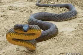 世界上最毒的毒蛇，为什么它的致死率为0？图片