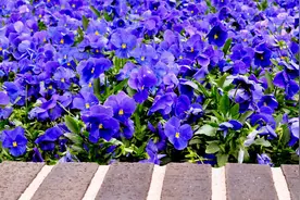 遇一人情深，爱一人到底，任凭岁月变迁，爱你永远不变，好想你图片