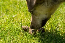 “狗改不了吃屎”，放着好好的狗粮不吃，为何狗狗对屎情有独钟？图片