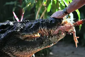 鳄鱼咬死69岁老妇，守着残尸不让人靠近！只因为她在家附近遛狗？图片