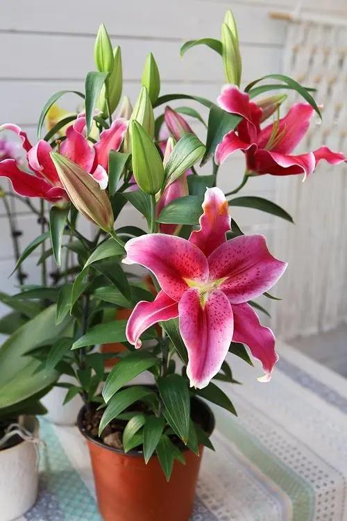 什么花出胶 2025年请问什么花