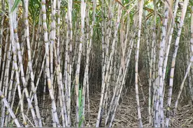 广西甘蔗系列谈之从市场经济角度解读甘蔗保护区政策图片