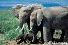 斗兽棋大象害怕老鼠？现实中的原来是这样的图片