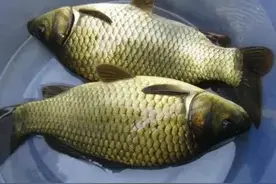 “金黄色”就是土鲫鱼？未必！鲫鱼的基因库已经“乱成一锅粥”了图片