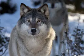 松花江雪道马爬犁遭狼群围追，三枪哑火，靠绳索套狼王脱险|传闻图片