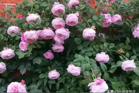 4种经典的藤本月季，养两年开出一片花墙，花色艳丽惹人爱图片