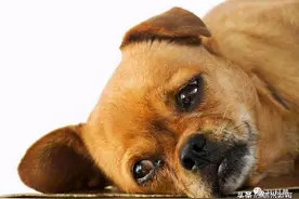 为什么说“狗不能养十年”？养了超过十年会怎样？背后原因令人心酸图片