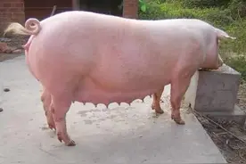 韭菜治僵猪小妙招图片