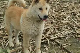 中华田园犬的6个优点，很多宠物狗不一定有，难怪养过的人都说好图片