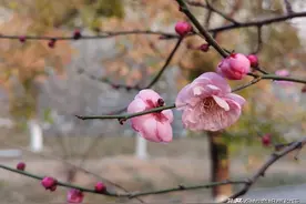 同学情、同事情、朋友情，都是虚情假意。怎么看图片