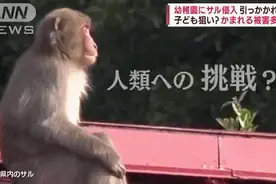 日本爆发人猴大战！日本人打不过猴子了……图片