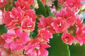 养长寿花，少不了“一步”，开花更多更美更艳，枝叶繁茂开爆盆图片