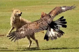 金雕真的能猎杀狼吗？为什么？图片