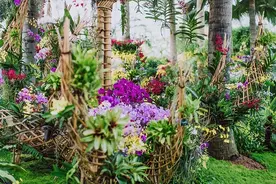 辰山植物园打造“兰花世界”国庆将是最佳观赏期图片