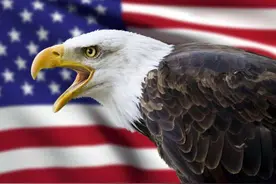 抢夺猎物，自相残杀，“鸟中强盗”白头海雕为何会成为美国国鸟？图片