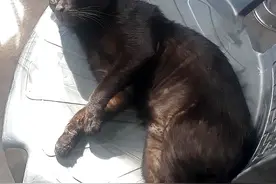 女朋友丢掉我养了三年的猫，只因她不喜欢黑猫图片