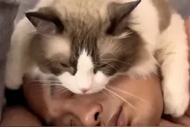 广东35度高温猫咪抱主人的脸睡觉，硬生生把主人热醒：我真的拴Q图片