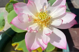 中国的十大名花，你知道都有啥，养一盆就能寓意家里富贵吉祥图片