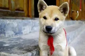 万物皆有灵！这个狗会说话你听过吗？图片