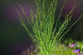 近两年河南中招语文考什么图片