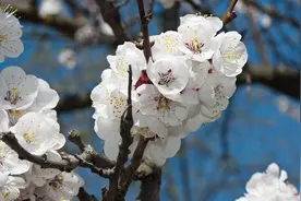 《相思疾》九叶重楼美文分享图片