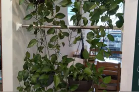 老人：“一棵绿萝七个鬼”，家里别养，不吉利，这话该信吗？图片