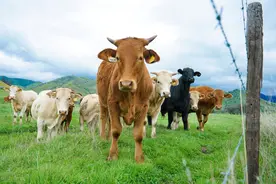 美国的牛肉价格低廉是怎么实现的？中国能否照抄其模式图片