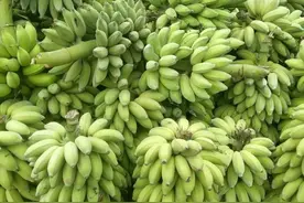 最好吃的香蕉图片