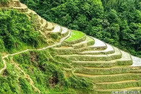 云南“水稻上山”亩产1500多斤，是真的还是当年浮夸风卷土重来？图片