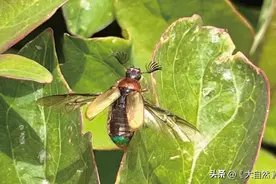 仪表堂堂的丽腹弓角鳃金龟图片