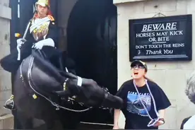 女游客欲合照被英国皇家护卫马咬伤致昏厥，是哪种马？为何攻击人图片