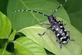 土里土气的天牛图片