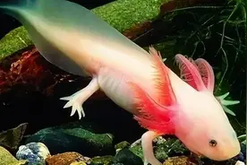 六角恐龙蝾螈，堪称地球最强生物！神秘的再生能力超乎你的想象图片