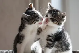 猫咪交配时“哭天喊地”，居然是因为这些图片