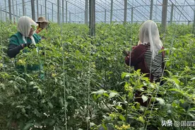 一颗蔬菜，实现“从1到100”的突破，持续打造爆款10万+图片