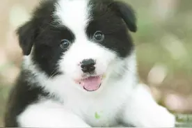 多数人对边牧狗不太了解，我来告诉你，边牧狗的危害在哪里图片