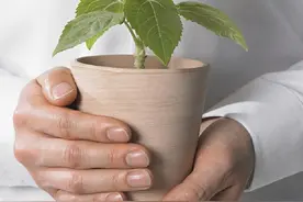 在阳台适合新手种植的花卉——向日葵图片