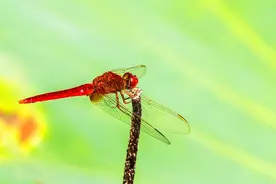 蚊子害怕的十大捕食者，蚊子就怕它们！图片