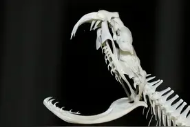 雄性眼镜王蛇表白失败，会直接怒杀雌性，雌性为何宁死不从？图片